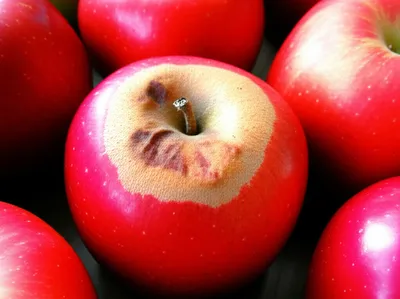 Illustration spoilt - Image 1