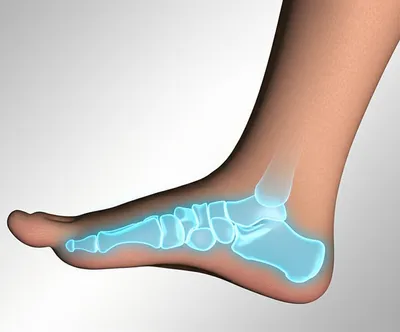 Illustration tarsus - Image 1