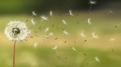 Illustration disperses