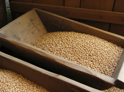 Illustration combs - Image 1