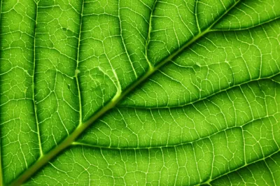 Illustration nervation