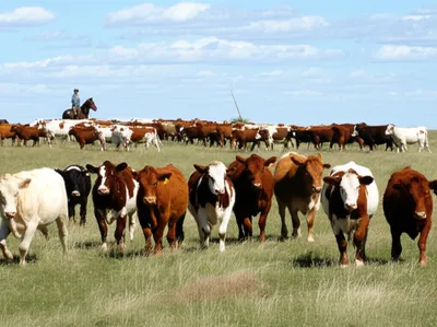 Illustration cowboy - Image 1