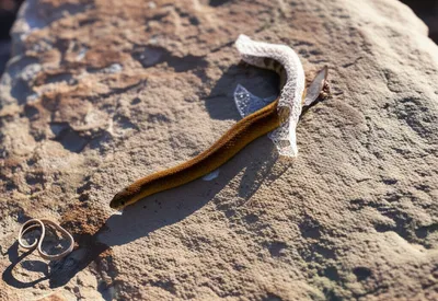 Illustration sheds - Image 1