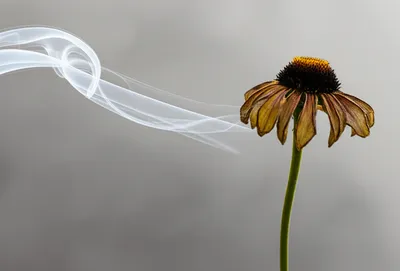 Illustration expired - Image 1