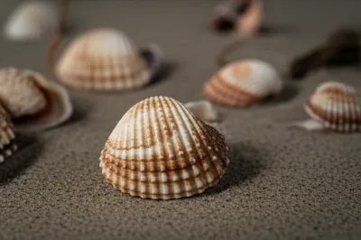 Illustration whelks - Image 1