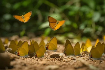 Illustration sunbeams - Image 1