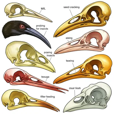 Illustration beaks - Image 1