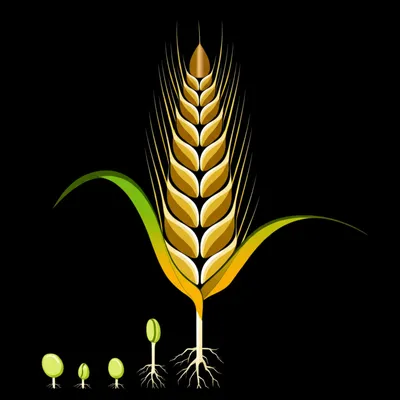 Illustration ear - Image 1