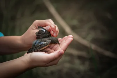 Illustration administering - Image 1