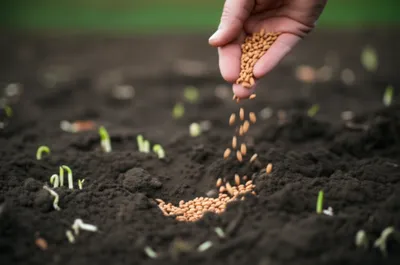 Illustration sowed - Image 1