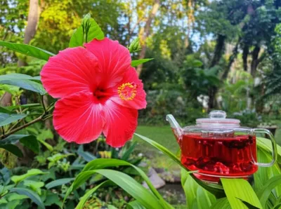 Illustration hibiscus