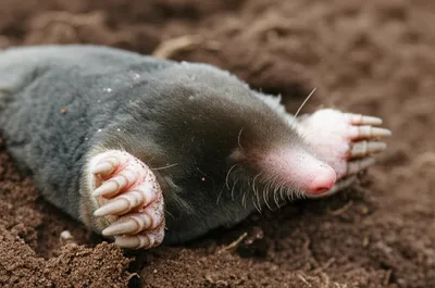 Illustration moles - Image 1