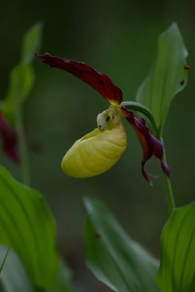 Illustration cocooned - Image 2