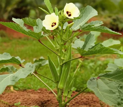 Illustration ochre - Image 1