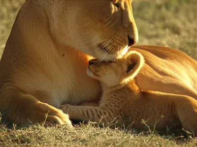 Illustration suckled