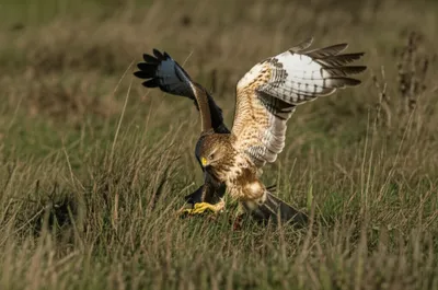 Illustration pt - Image 1