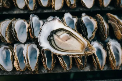 Illustration plants - Image 1