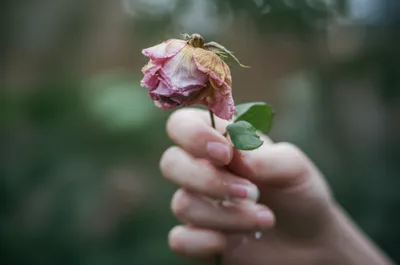 Illustration wither - Image 1