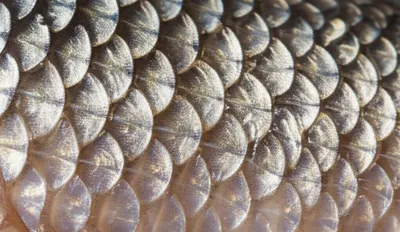 Illustration ctenoid - Image 1