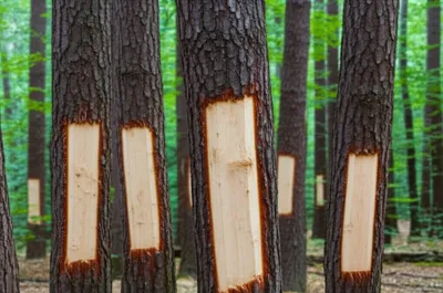 Illustration blaze - Image 1