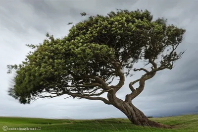 Illustration ply - Image 1