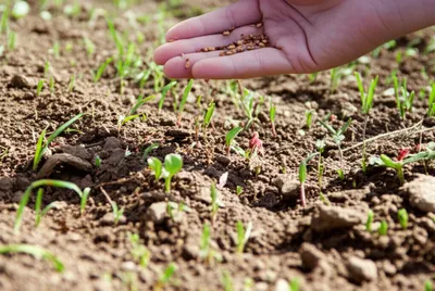 Illustration distributing - Image 1