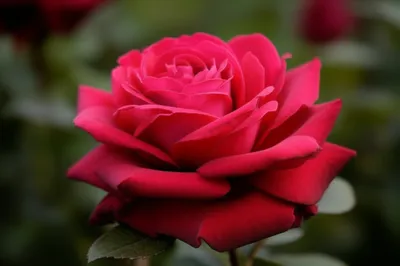 Illustration rouge - Image 1