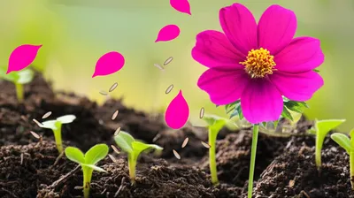 Illustration begets - Image 1