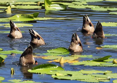 Illustration ducks - Image 1