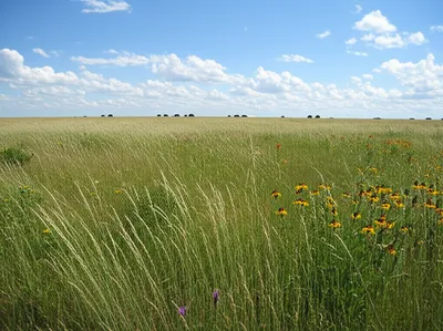 Illustration grasslands