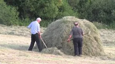 Illustration cock - Image 2