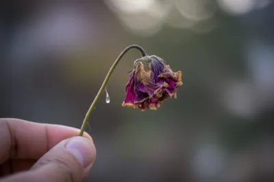 Illustration wound - Image 1