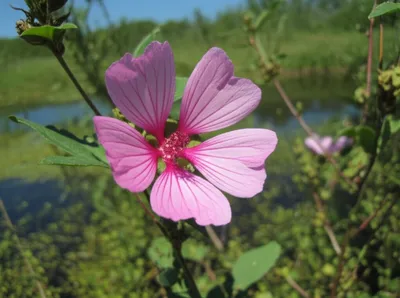 Illustration rockrose - Image 1