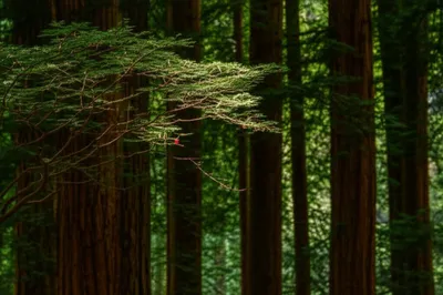 Illustration yew - Image 1