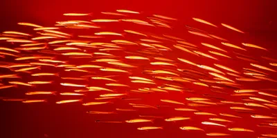 Illustration sardines - Image 1