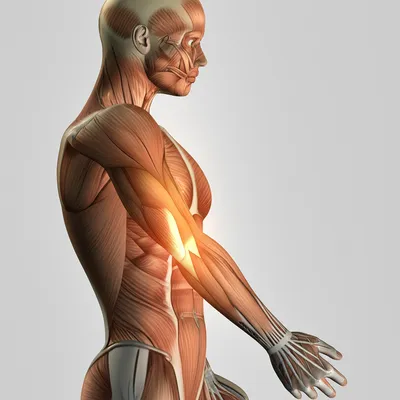 Illustration brachial - Image 1