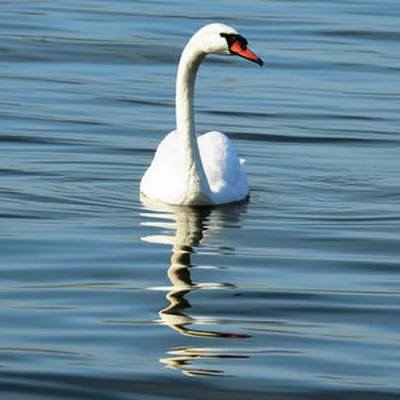 Illustration cervical - Image 1