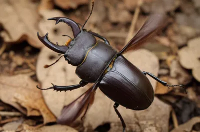 Illustration snap - Image 1