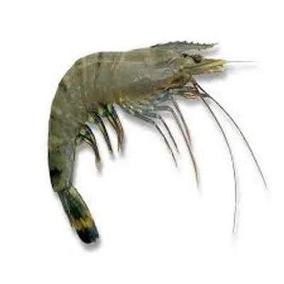 Illustration prawn - Image 2