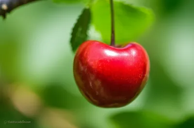 Illustration cerise - Image 1