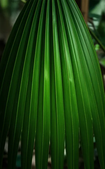 Illustration pleats - Image 1