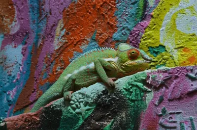 Illustration coloring - Image 1