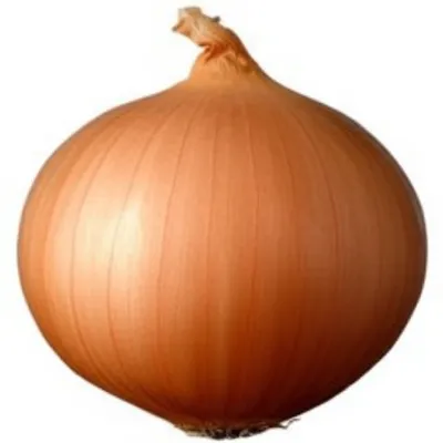 Illustration onion - Image 1