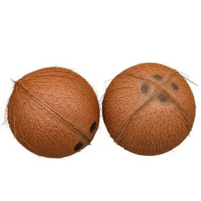 Illustration coconuts - Image 1
