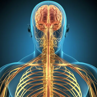 Illustration arborescent