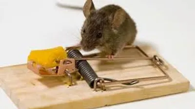 Illustration trap - Image 2