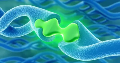 Illustration intercalates - Image 1