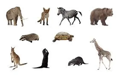 Illustration animal - Image 2