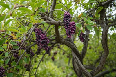 Illustration elderberry