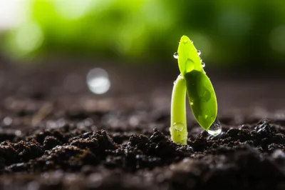 Hình ảnh minh họa springing - Ảnh 1